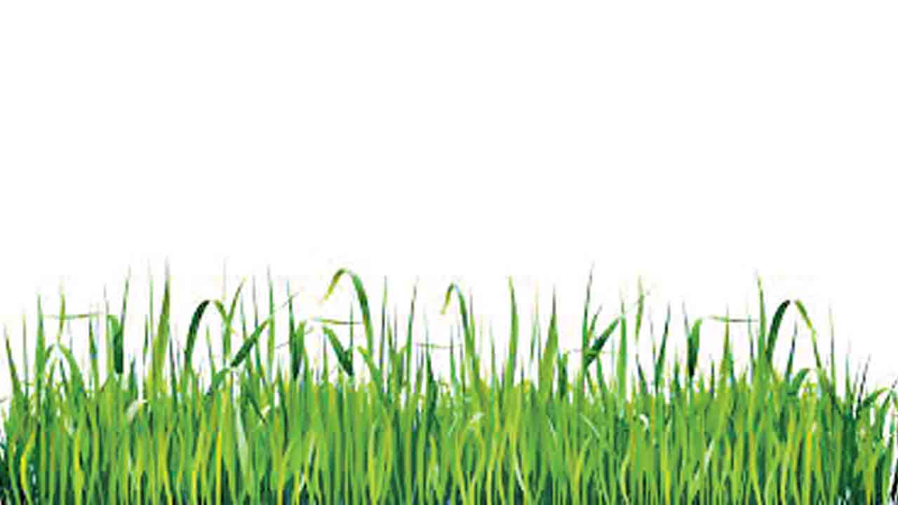 సిగ్గుల మొలక