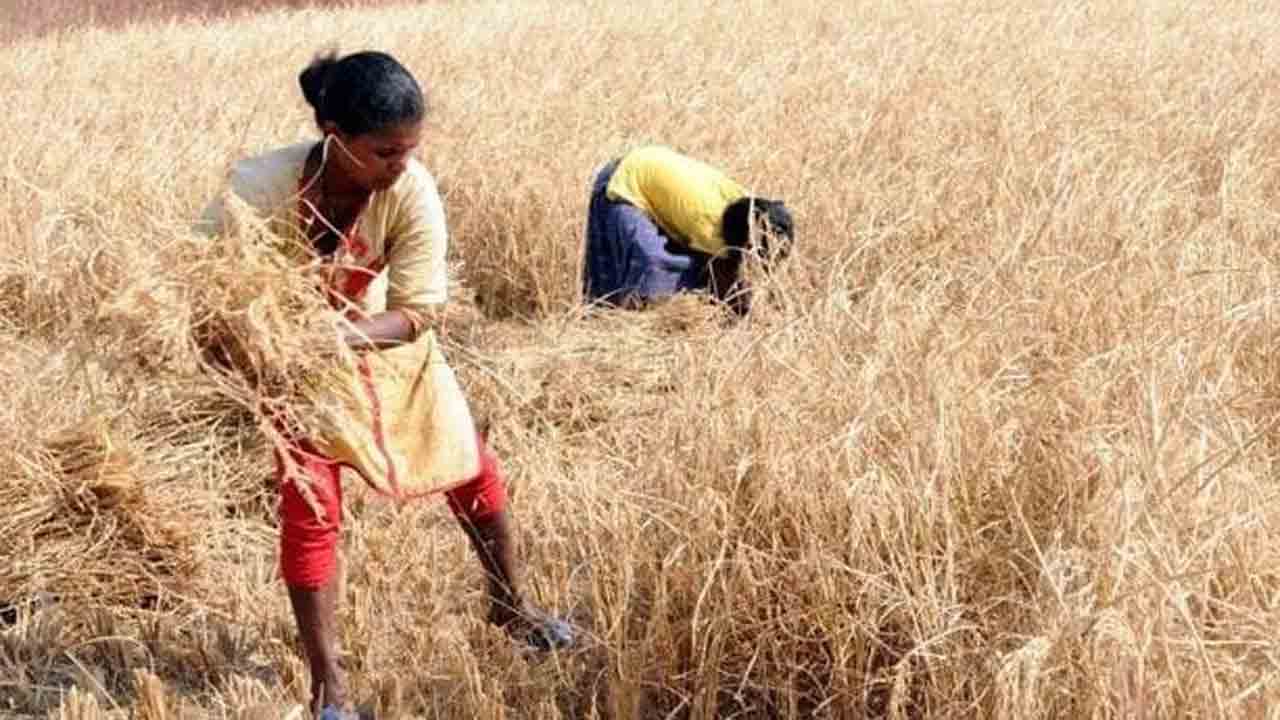 Gujarat Crop