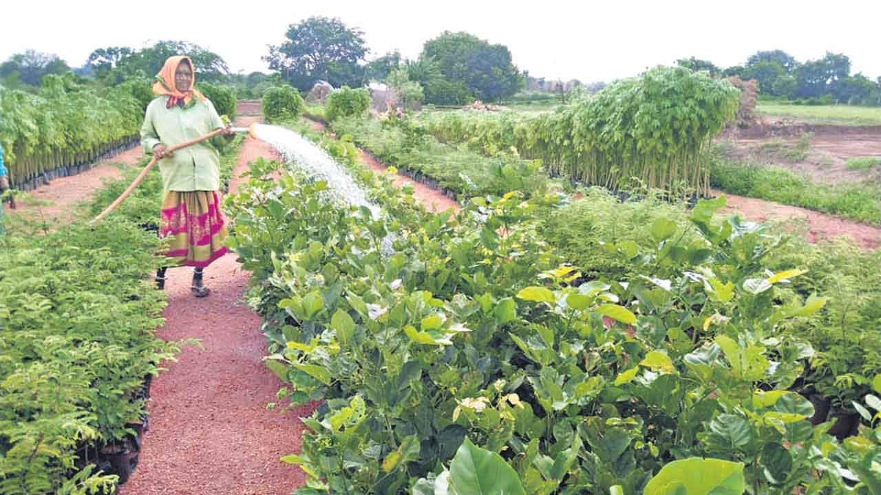 హరితోత్సవానికి సర్వం సిద్ధం