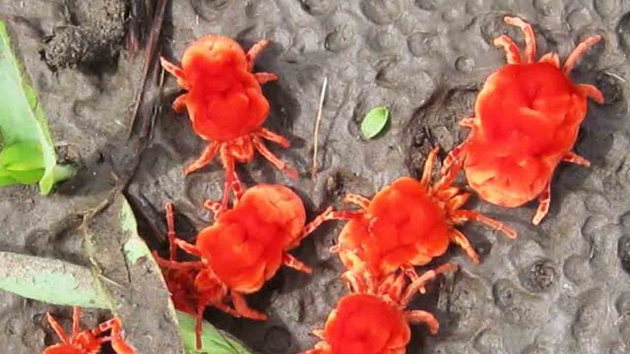 Arudra Karthi |  తొలకరి చినుకు.. ఆరుద్ర మెరుపు