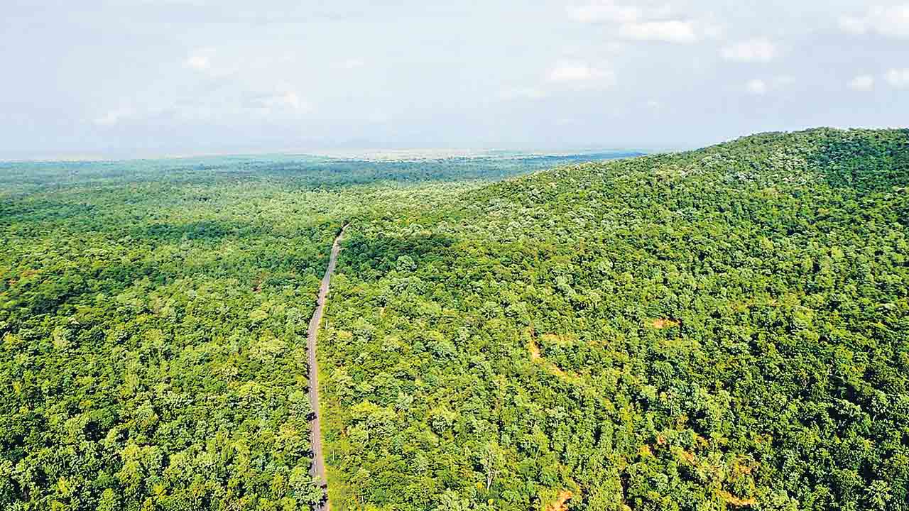 హరితహారం.. అడవికే మణిహారం