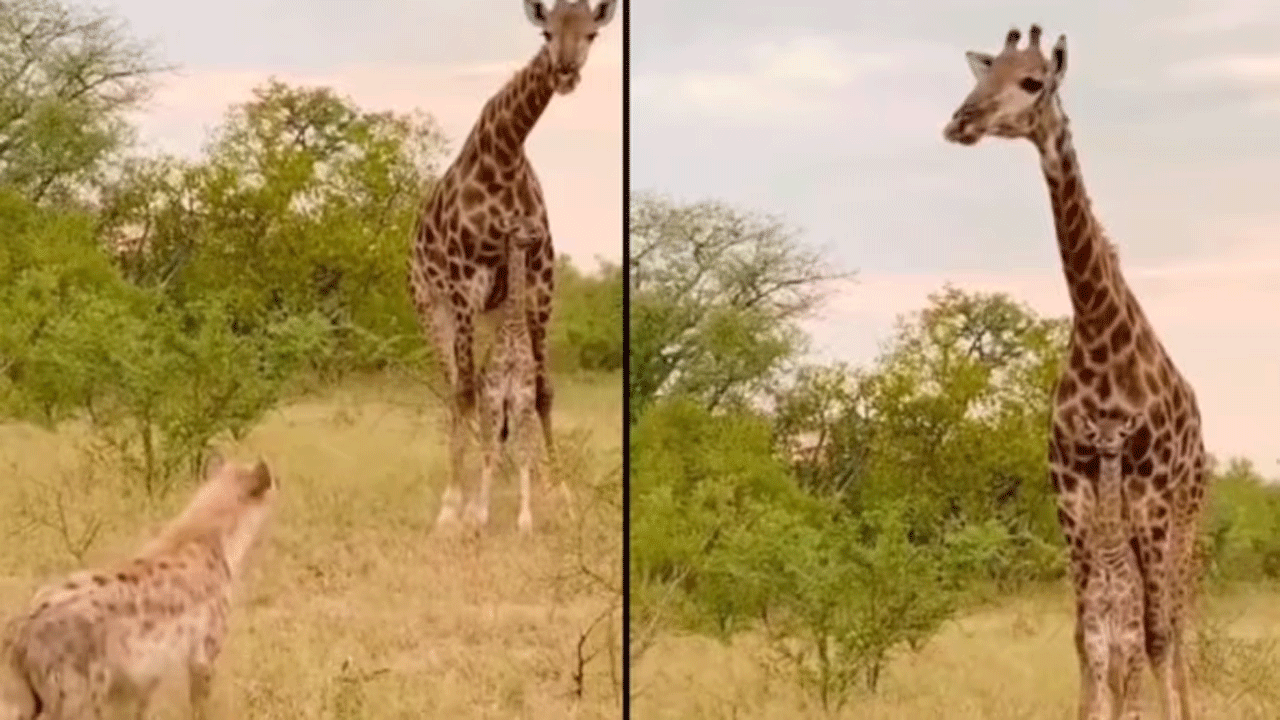 Viral Video | హైనా బారి నుంచి పిల్ల‌ను కాపాడుకున్న త‌ల్లి జిరాఫీ