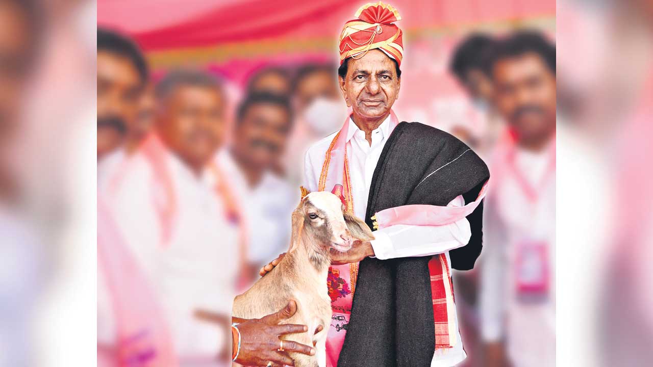 CM KCR |  నేటి నుంచి రెండో విడత గొర్రెల పంపిణీ.. మంచిర్యాలలో కేసీఆర్‌ చేతుల మీదుగా ప్రారంభం