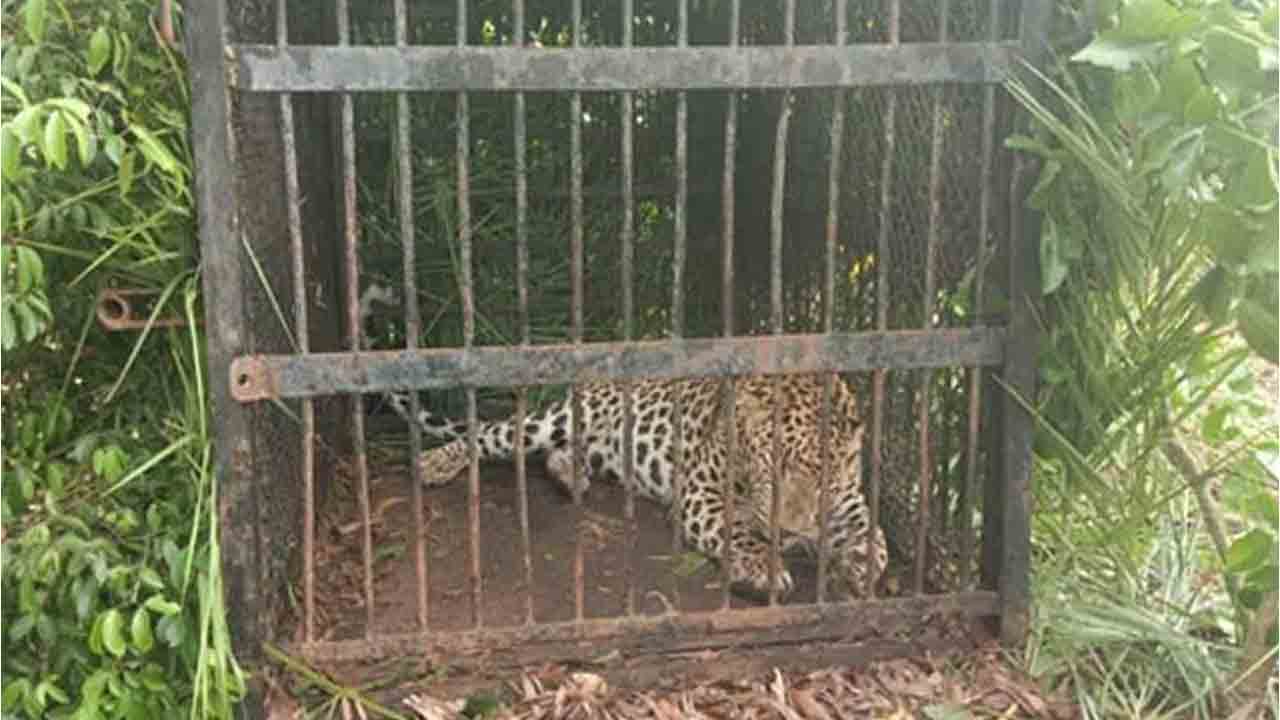 Tirumala | బాలుడిపై దాడిచేసిన చిరుతను వదిలేసిన అధికారులు