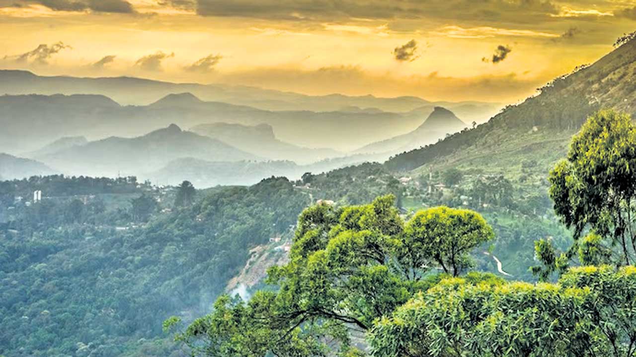 నీళ్లు లేకున్నా మొక్కలు జీవిస్తాయి!