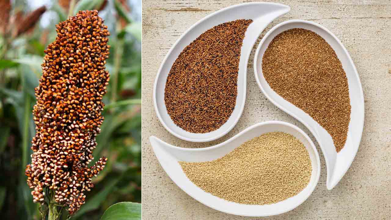 Millet Policy | కేంద్ర మిల్లెట్‌ పాలసీలో అన్నీ లోపాలే.. రైతులకు తృణమే గతి