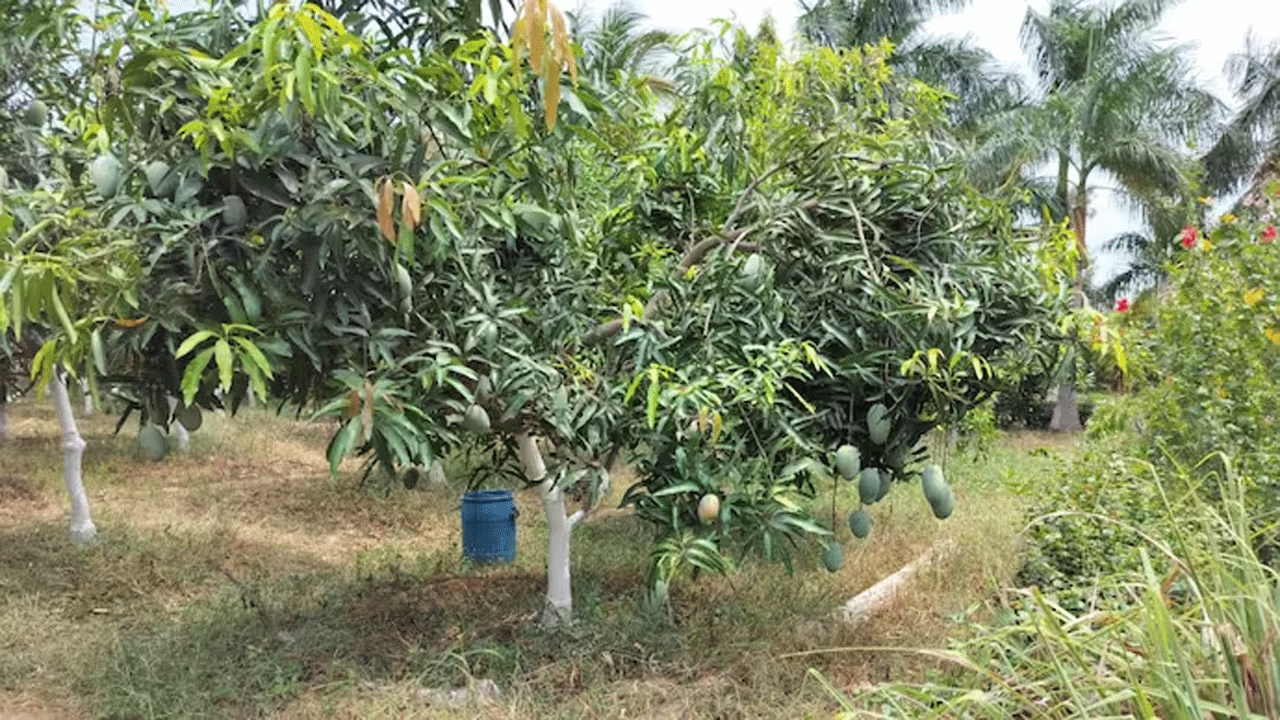 Mangoes | కిలో రూ. 2.5 ల‌క్ష‌ల విలువైన మామిడి పండ్ల చోరీ..!