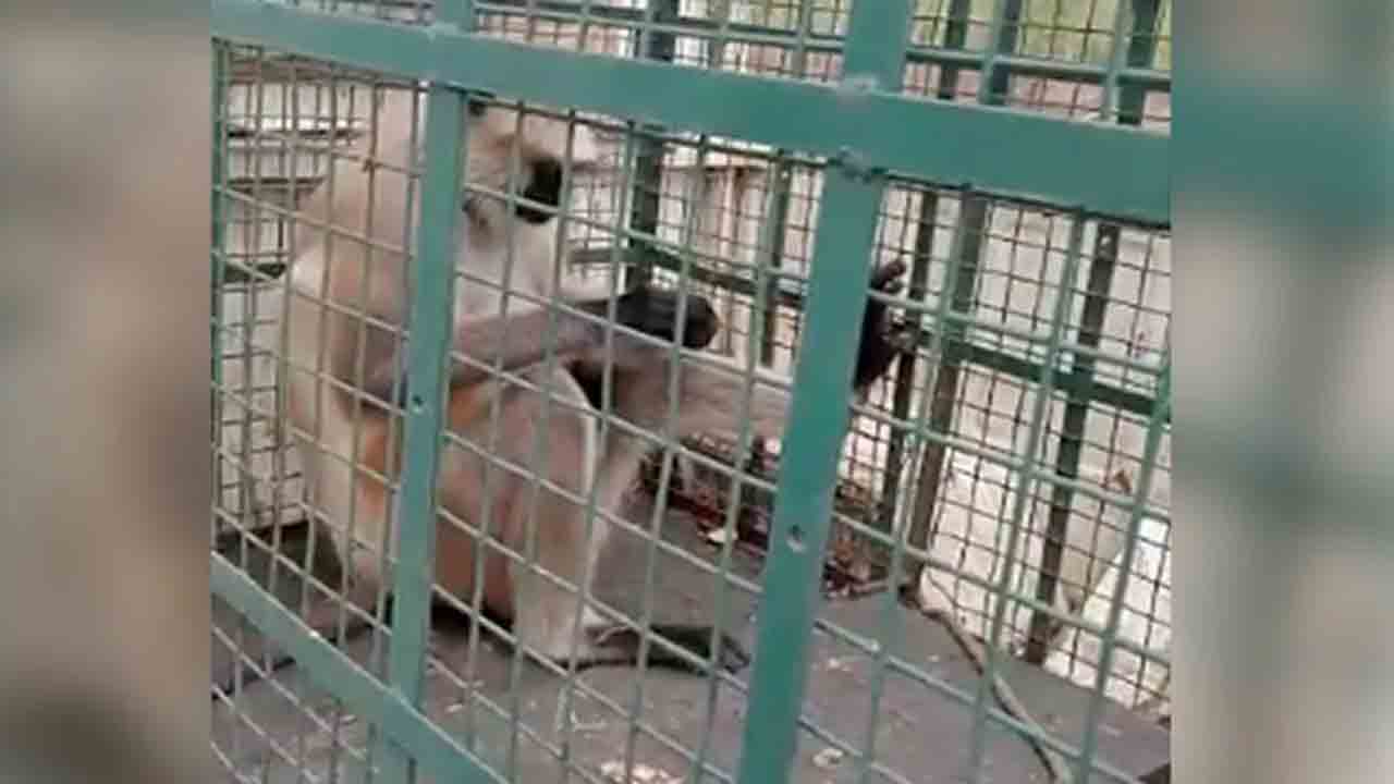 Most Wanted Monkey | 20 మందిపై దాడి చేసి రూ.21,000 రివార్డ్‌ ఉన్న.. ‘మోస్ట్ వాంటెడ్’ కోతి నిర్బంధం