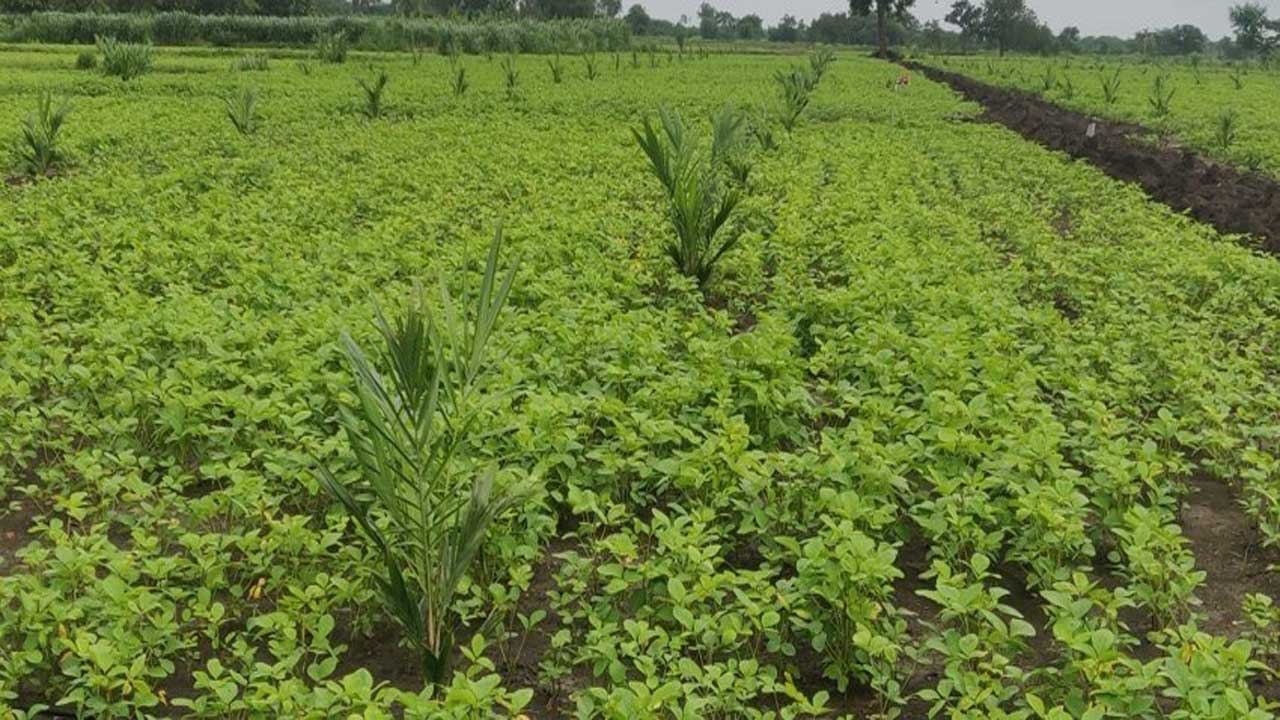 సమగ్ర సస్యరక్షణే కీలకం