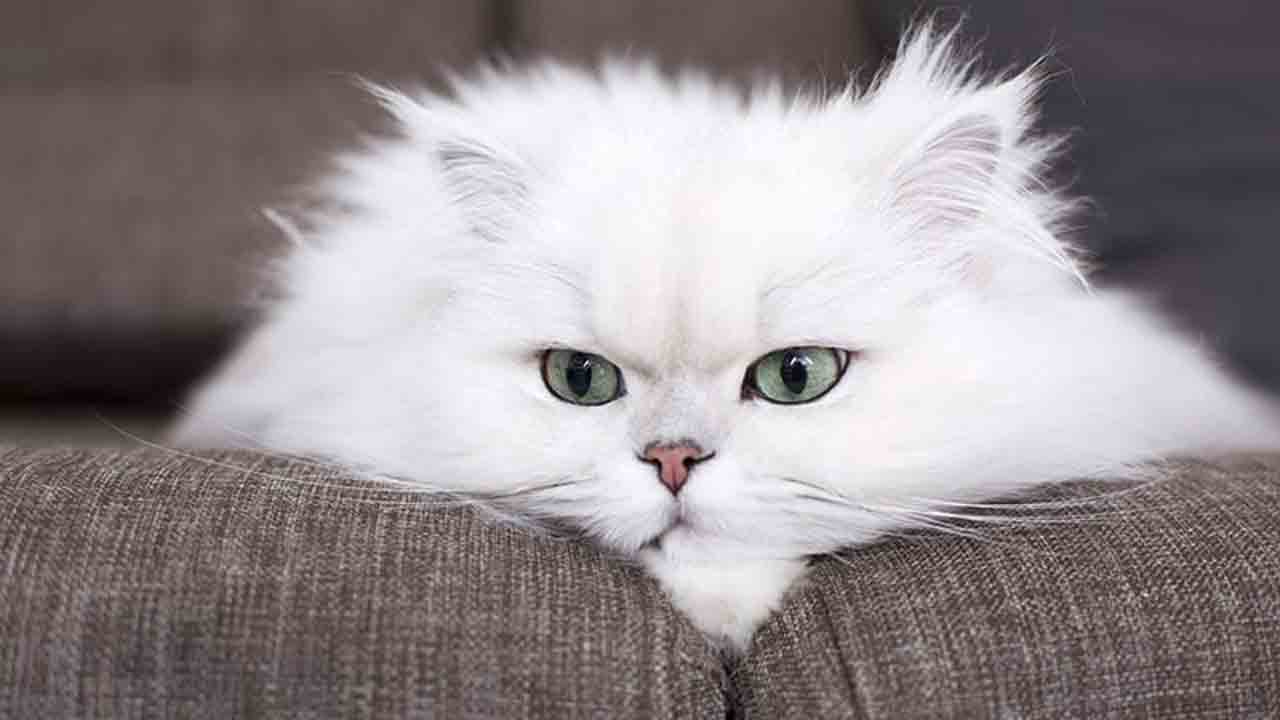 AP News | గన్నవరంలో పిల్లి మృతి.. పోలీస్‌ స్టేషన్‌ మెట్లెక్కిన రెండు కుటుంబాలు!