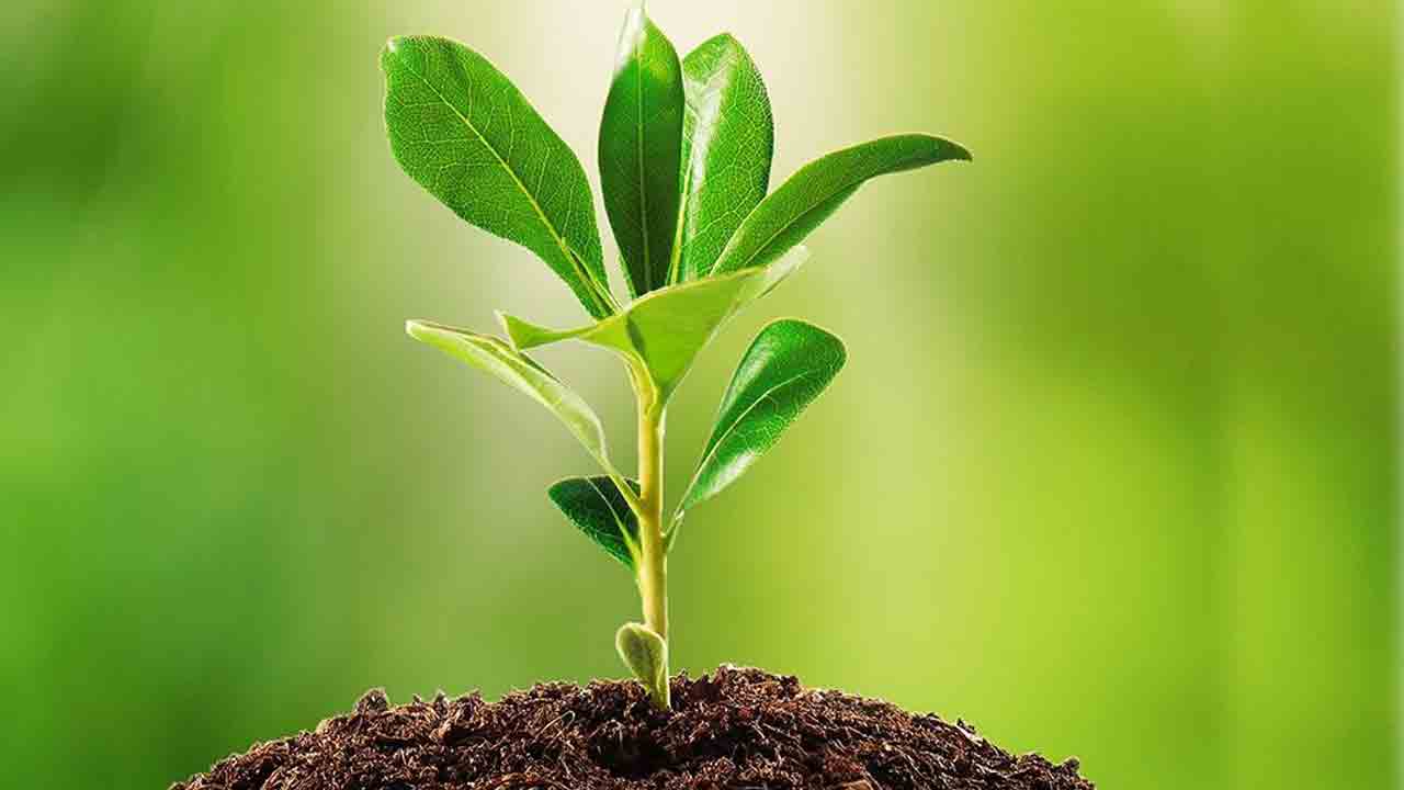 ఢిల్లీ హైకోర్టు ‘హరిత’ తీర్పు