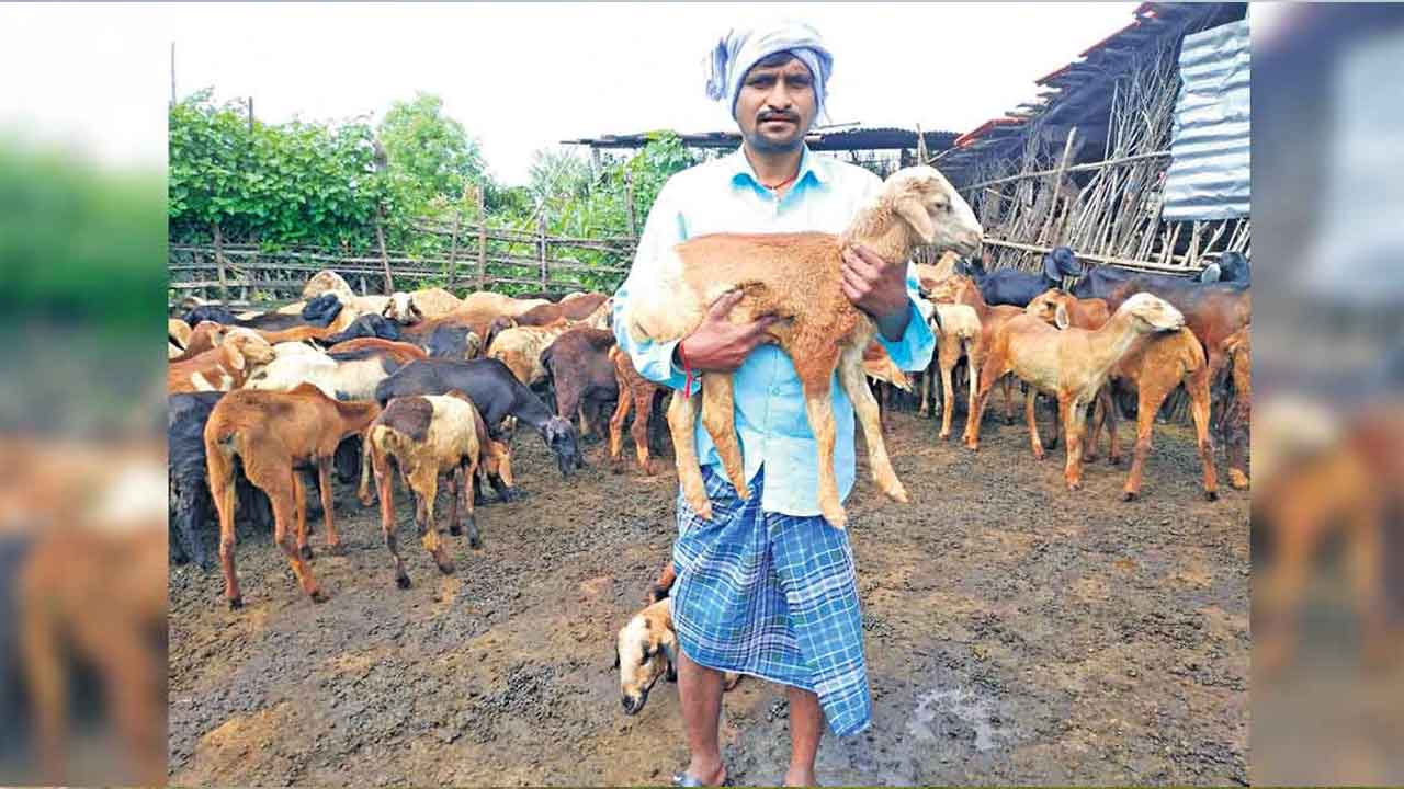 24 యూనిట్లు.. 504 గొర్రెలు