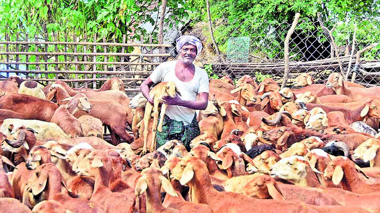 గొర్రెల పంపిణీకి సర్వం సిద్ధం