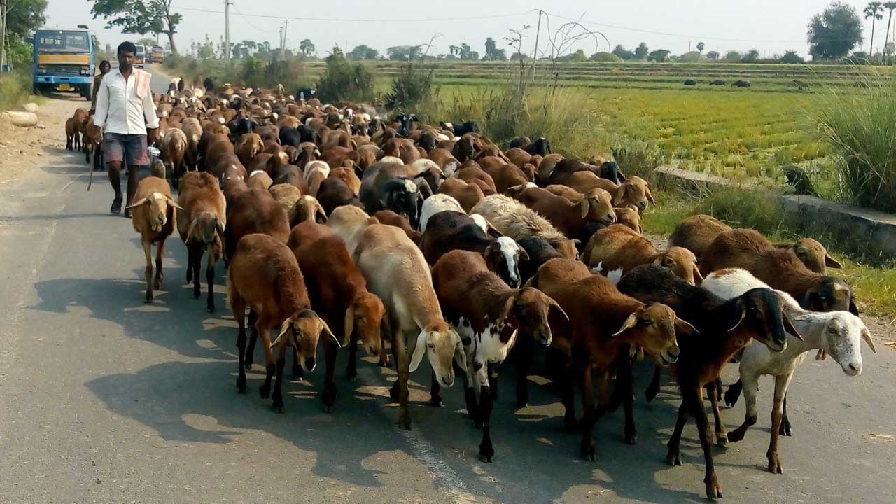 నేటి నుంచి రెండో విడుత గొర్రెల పంపిణీ