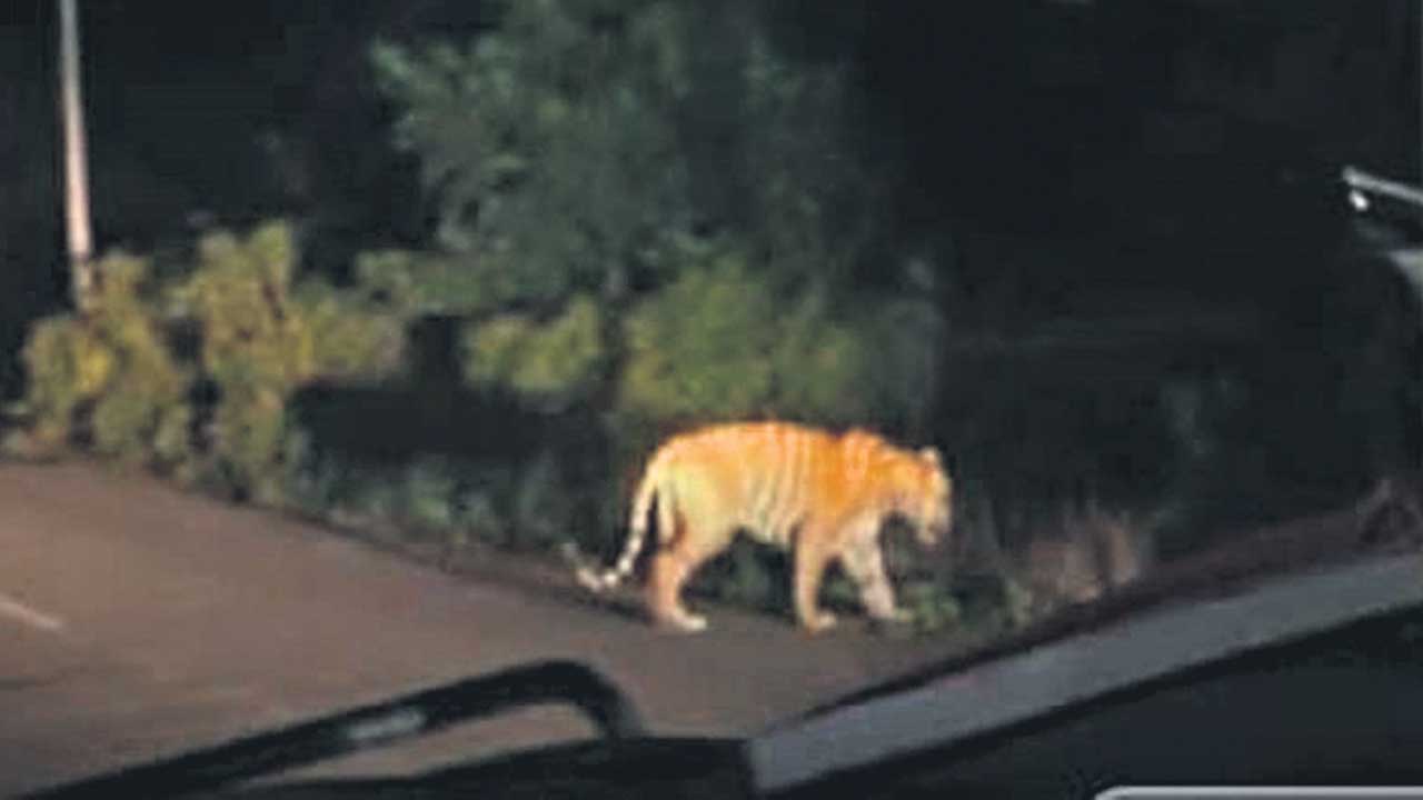 పులి సంచారం