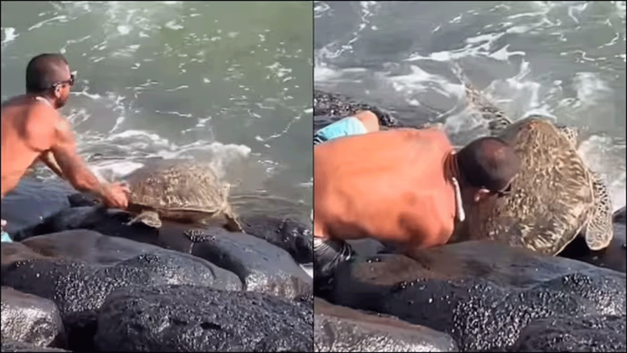 Viral Video | ప్రాణాల‌ను ప‌ణంగా పెట్టి తాబేలును కాపాడాడు