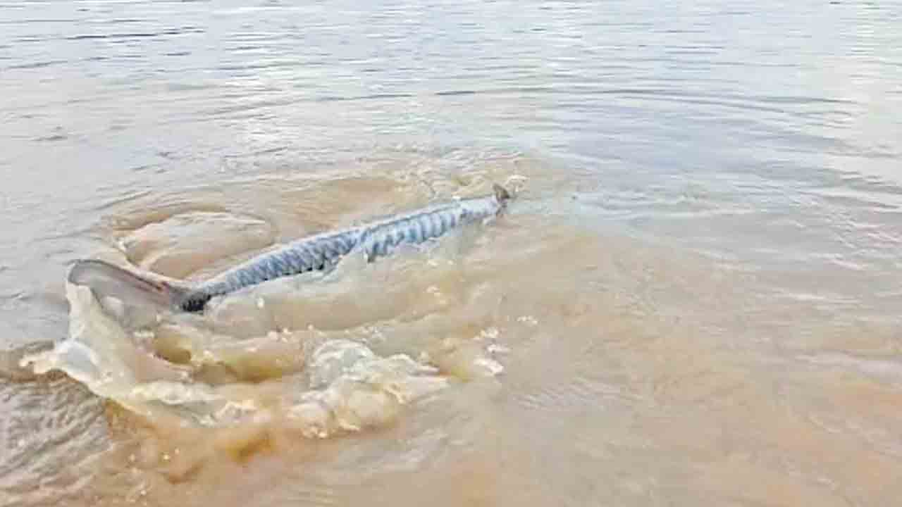 ఎంటేరువాగులో.. అతిపెద్ద చేప