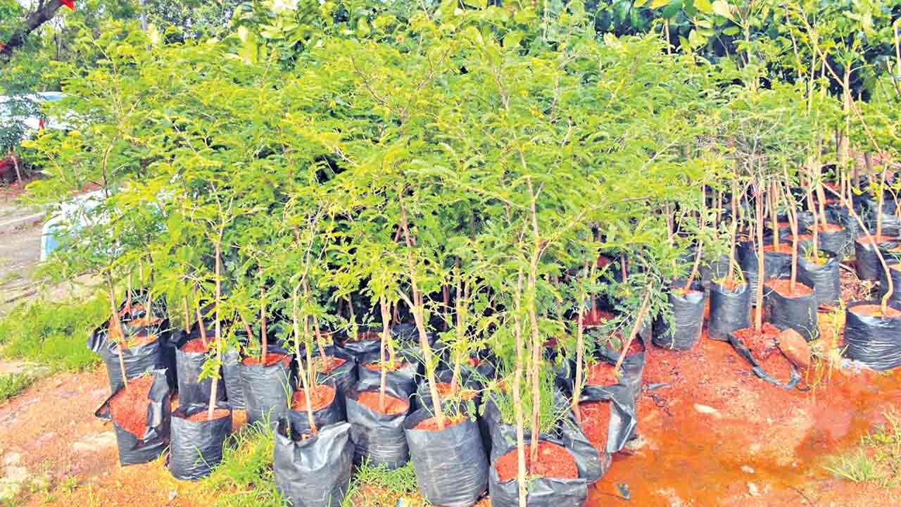 హరితహారం లక్ష్యం నెరవేర్చేలా..