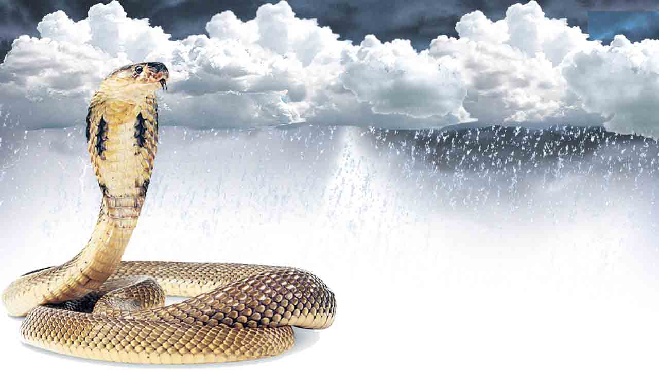 వానకాలం.. పాములలో పైలం