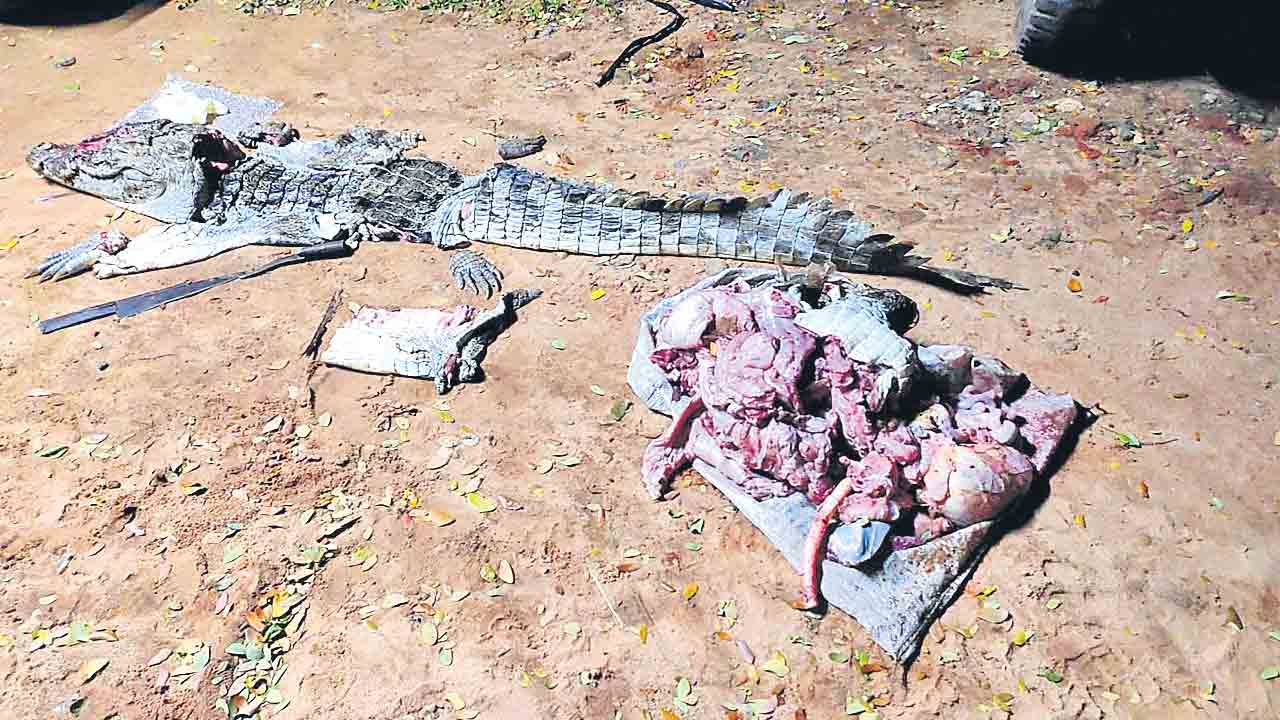 మొసలి మాంసం విక్రయించేందుకు యత్నం