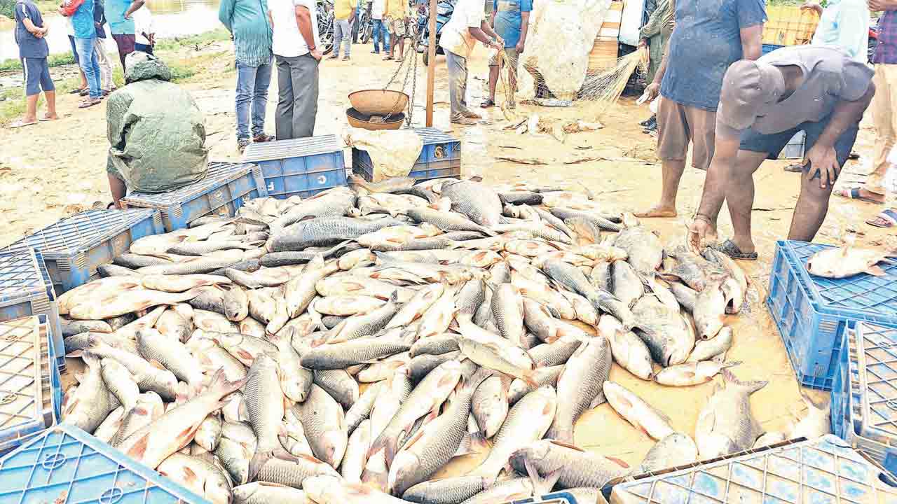 చేపలే చేపలు