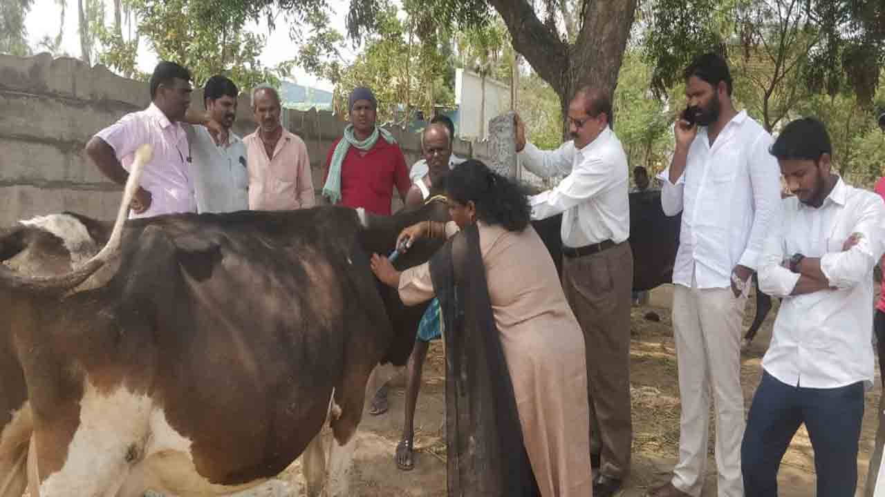 నేటి నుంచి గాలికుంటు వ్యాధి నివారణ టీకాలు