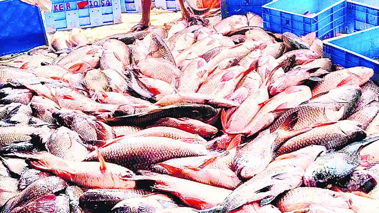 మత్స్యసిరి