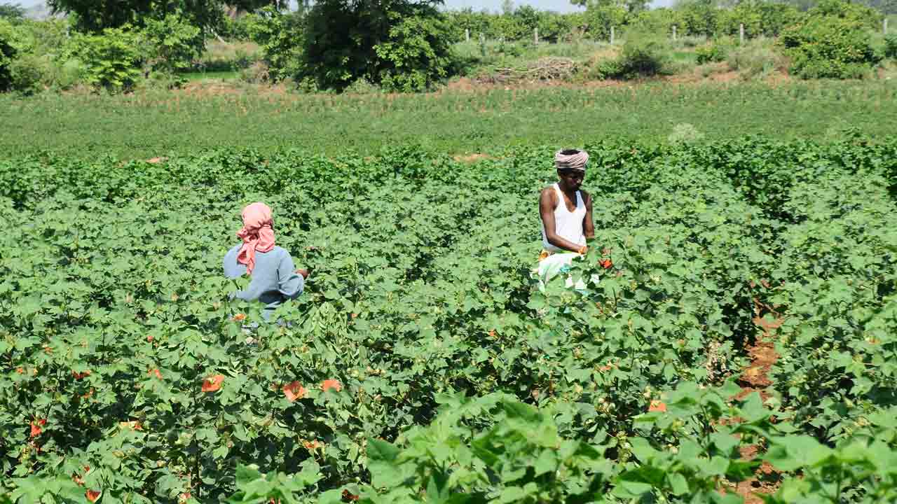 మెరిసిన తెల్ల‌బంగారం