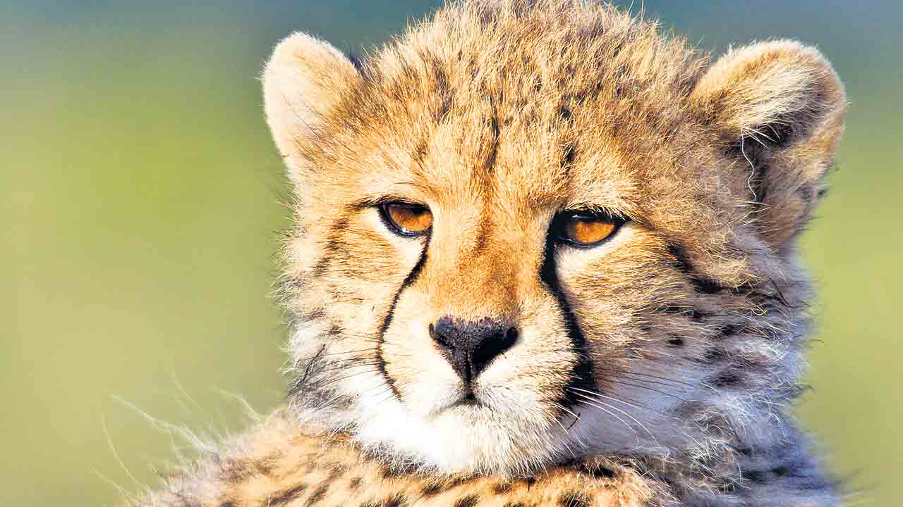 కునో పార్కులో మరో చీతా మృతి