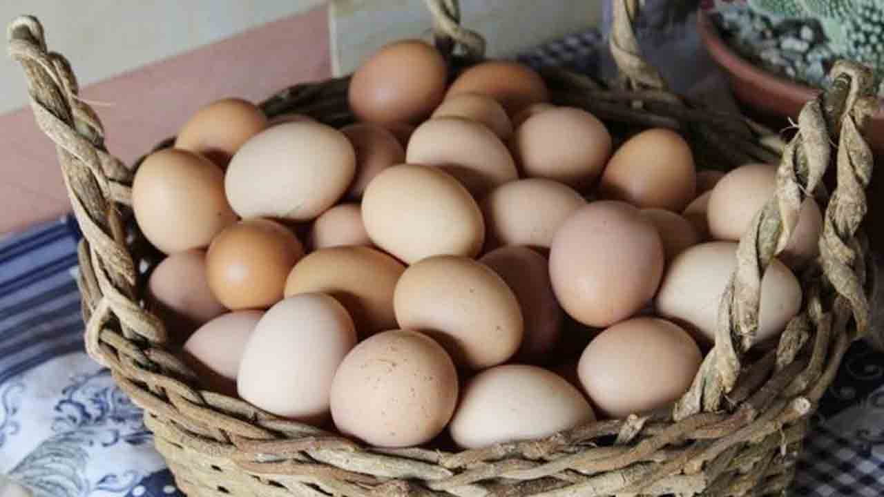 Eggs | యూపీలో 5 లక్షల విలువైన కోడి గుడ్ల చోరీ