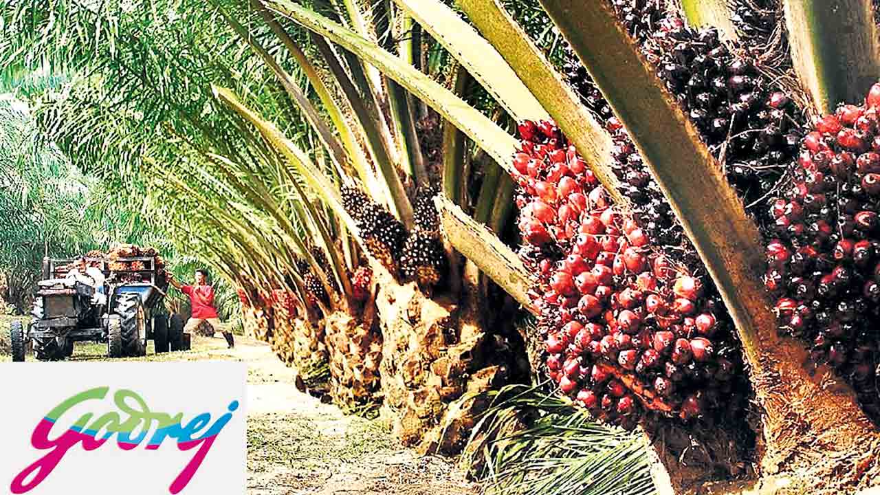 Oil Palm | సంగారెడ్డి జిల్లాలో ఆయిల్‌ ఫామ్‌ ప్రాసెసింగ్‌ యూనిట్‌.. గోద్రెజ్‌ అగ్రోవెట్‌కు 47 వేల ఎకరాలు కేటాయించిన రాష్ట్ర ప్రభుత్వం
