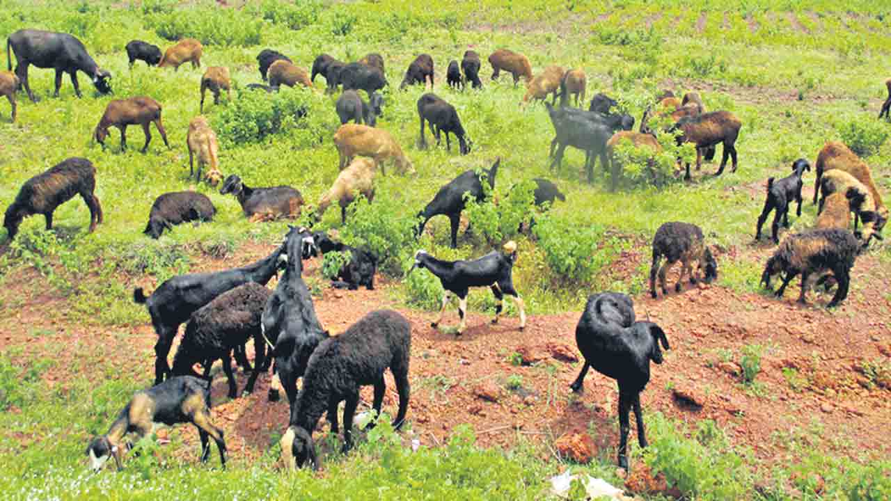 Cattle | వానకాలం.. పశువులు పైలం.. పోష‌కులు ఈ జాగ్ర‌త్త‌లు త‌ప్ప‌నిస‌రిగా తీసుకోవాల్సిందే..!