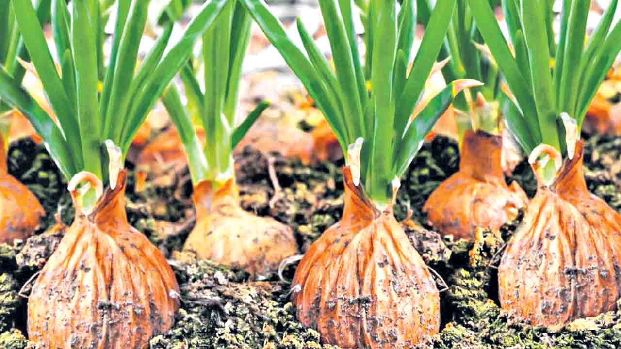 ఉల్లిసాగు.. భలేబాగు