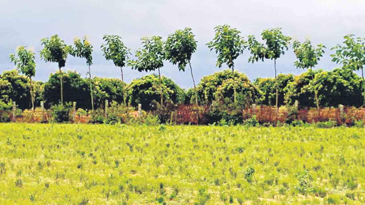 లాభాల టేకు