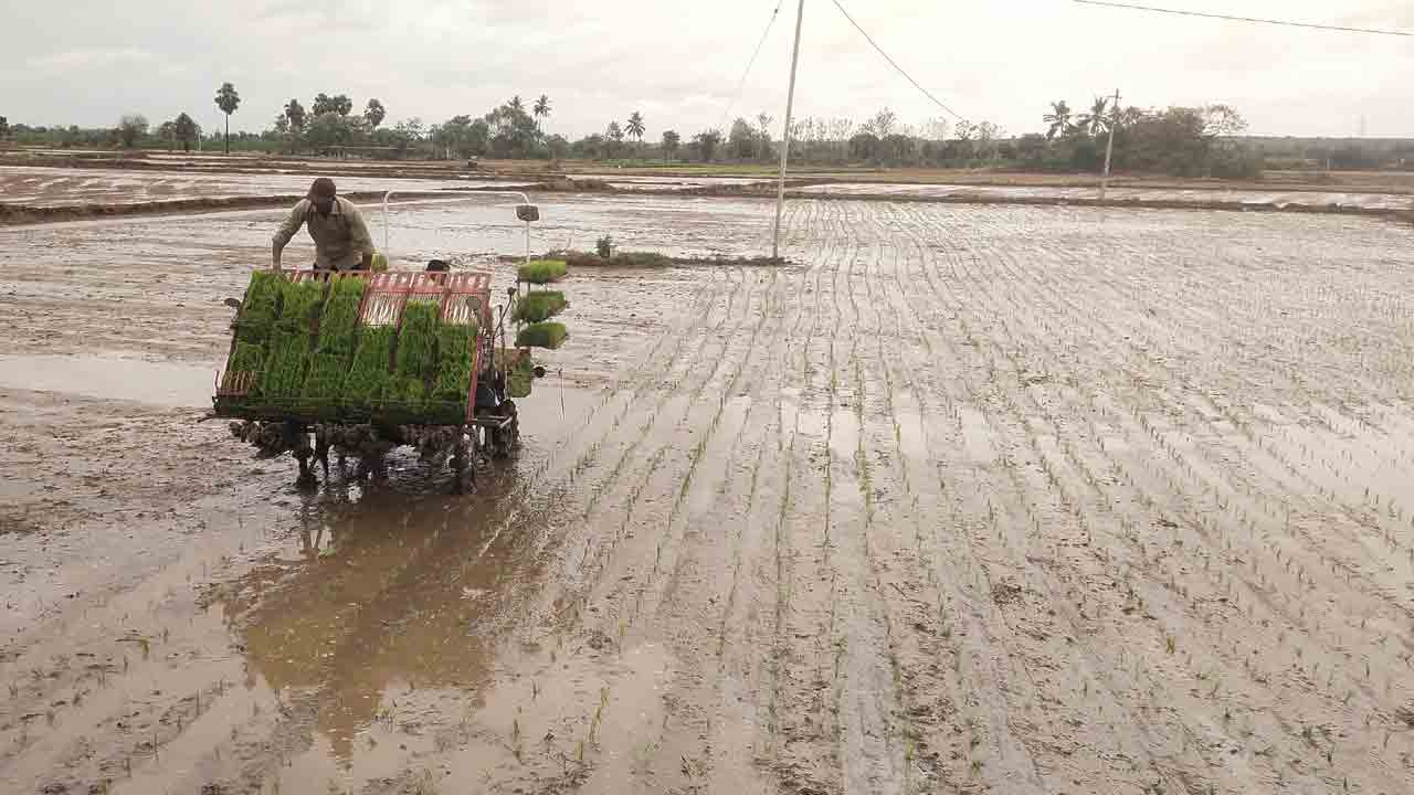 యంత్రంతో వరి నాట్లు