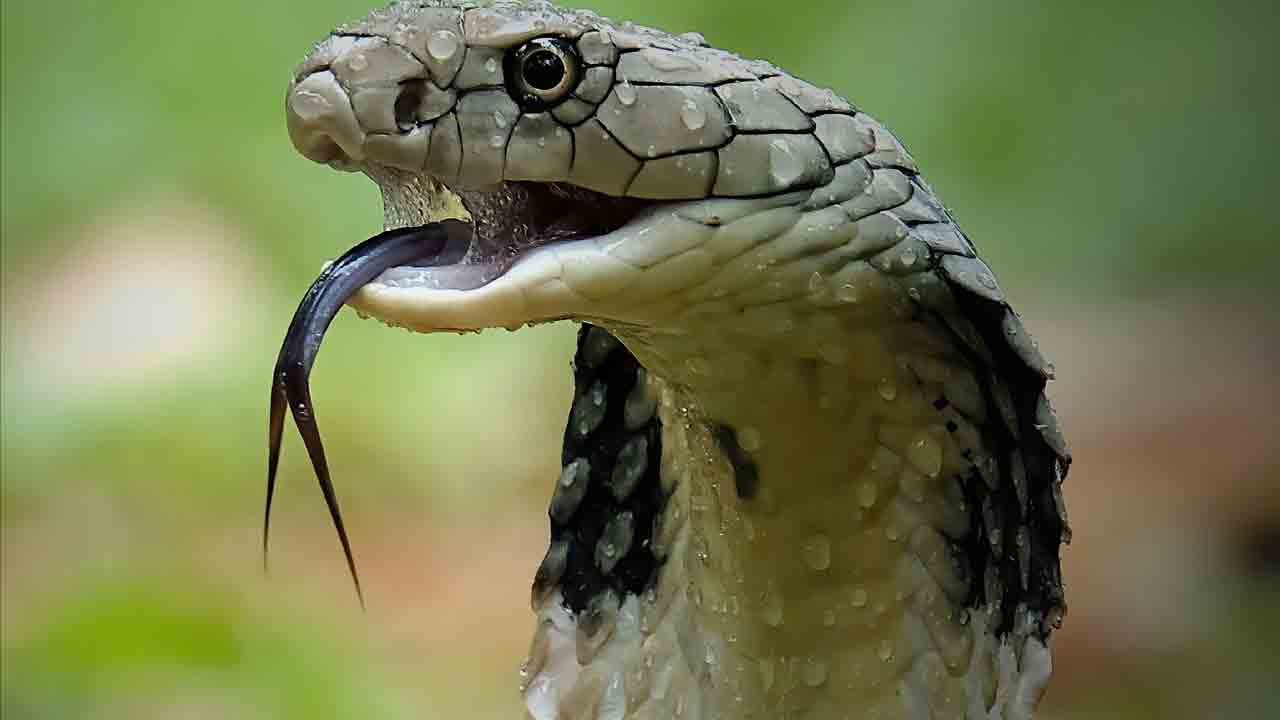 Snake Bite | పాము కాటేసిందని ఎలా గుర్తించాలి? భారీ వర్షాలు పడుతున్నందున జాగ్రత్తగా ఉండాల్సిందే!