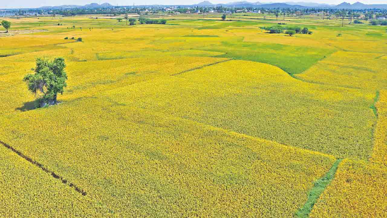 ‘వడ్ల’బండికి జోడెడ్లు