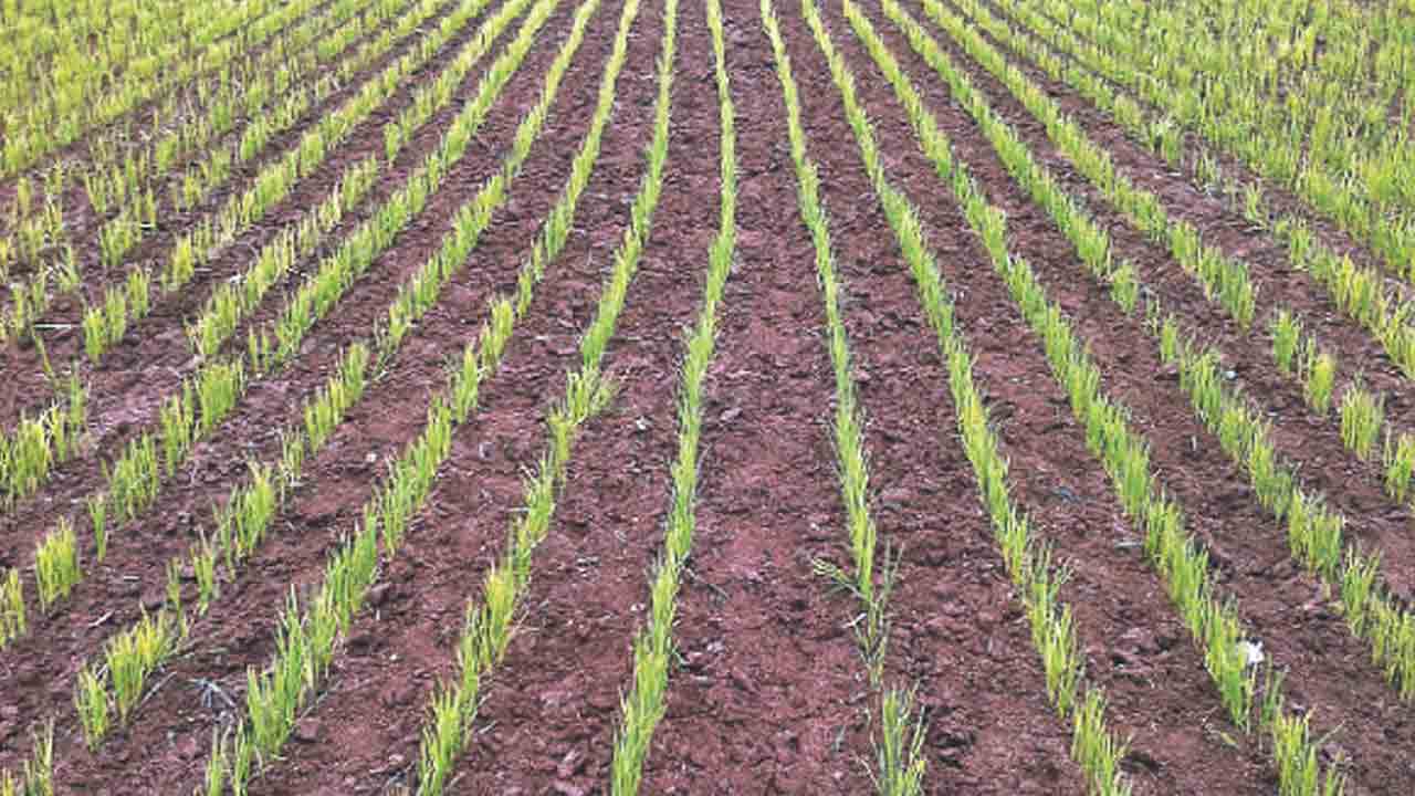 వరిలో ఆరు తడి ఆలోచన చేస్తే మంచి దిగుబడి