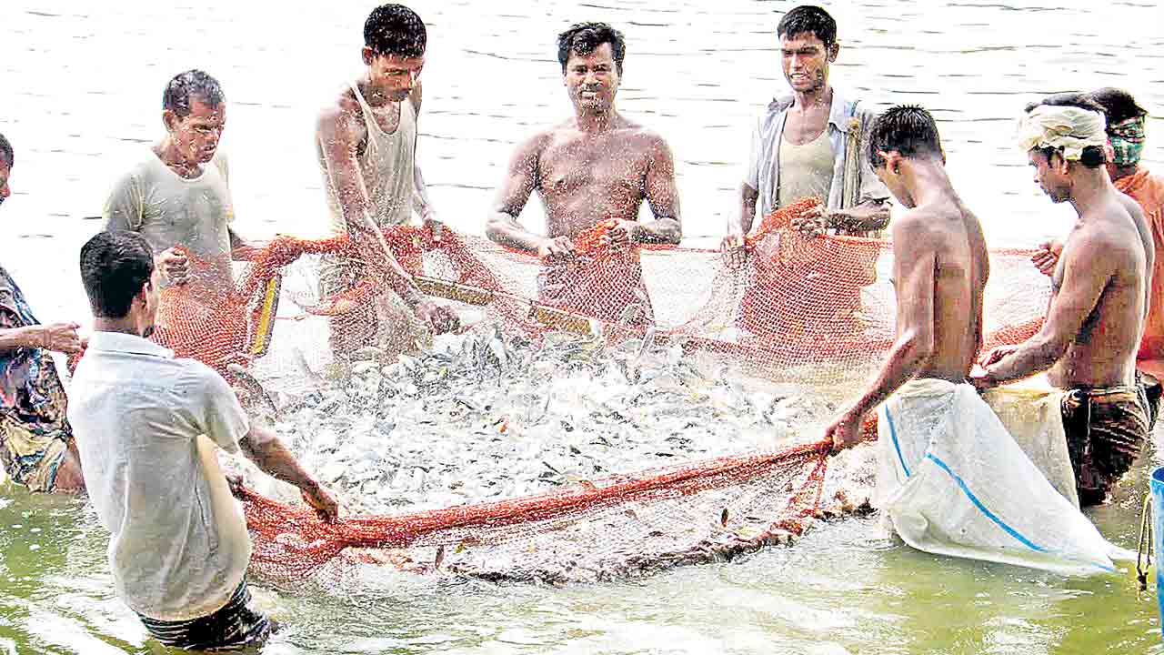 ఊరంతా చేపల కూరే