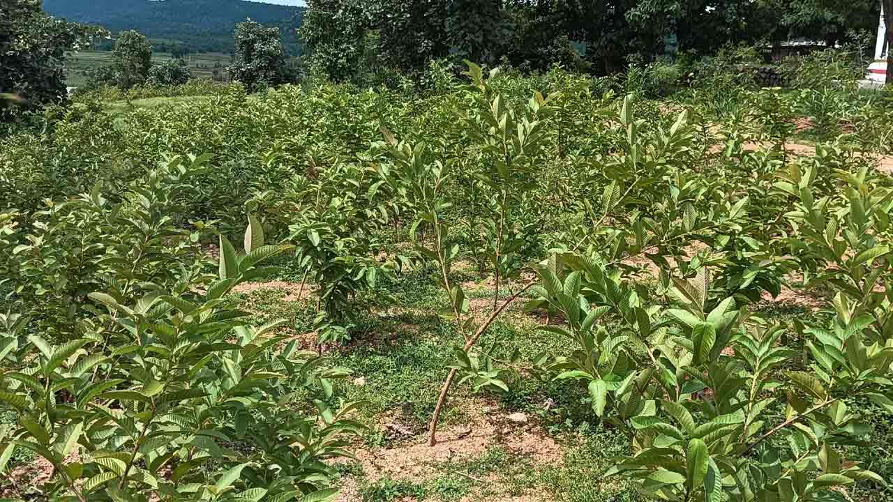 పండ్ల తోటల సాగుకు ప్రోత్సాహం