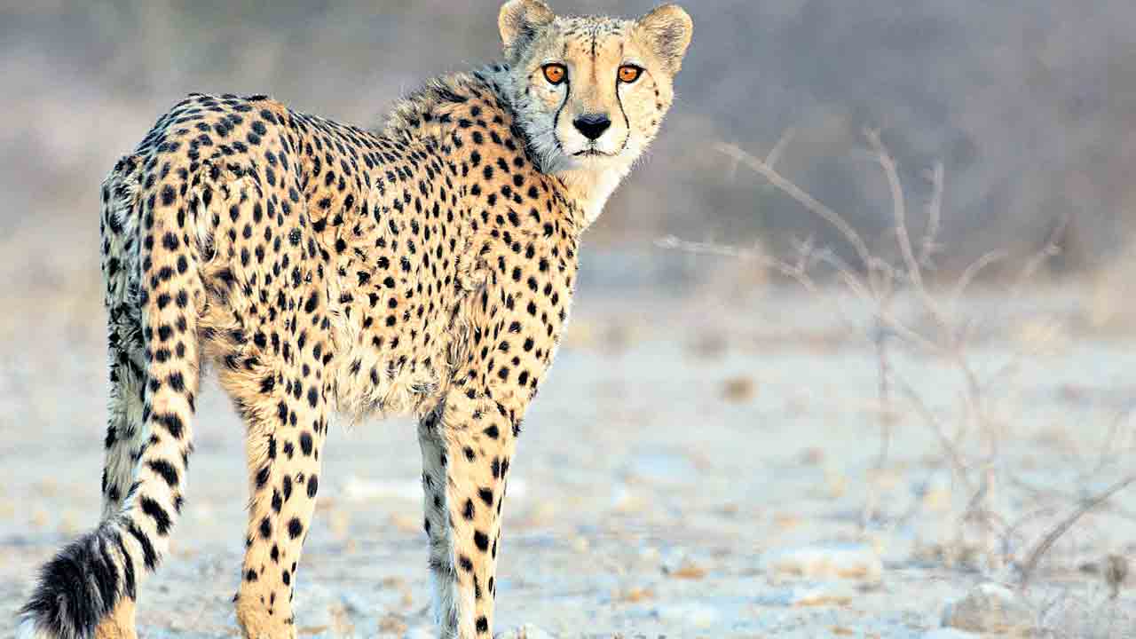 ఆర్భాటపు ‘చితి’పై ఓ చీతా!