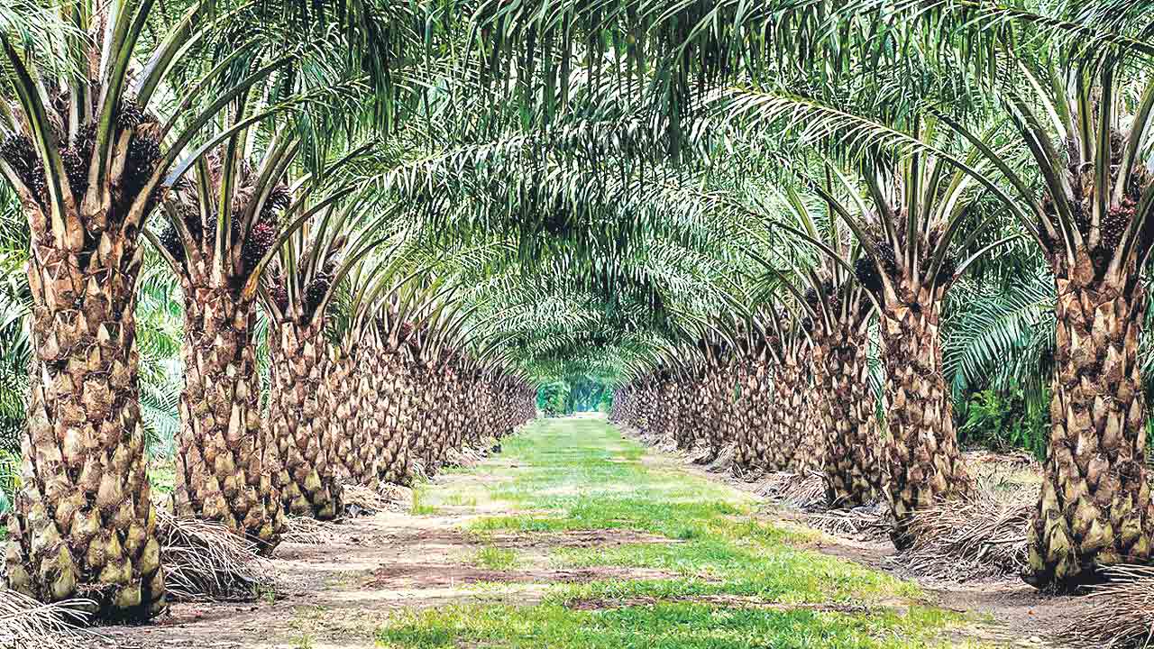 10 వేల ఎకరాల్లో ఆయిల్ పామ్