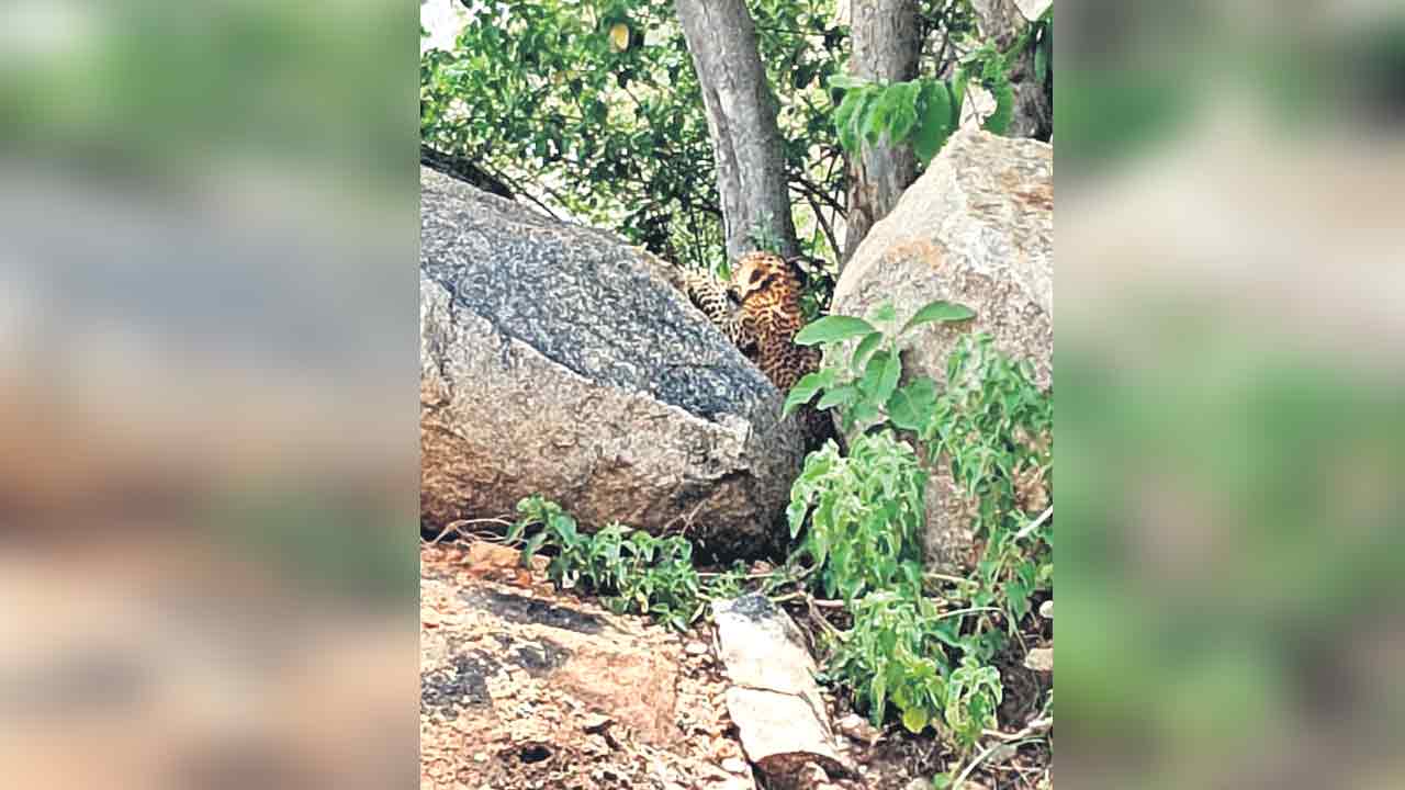 శ్రీరామకొండలో చిరుత సంచారం