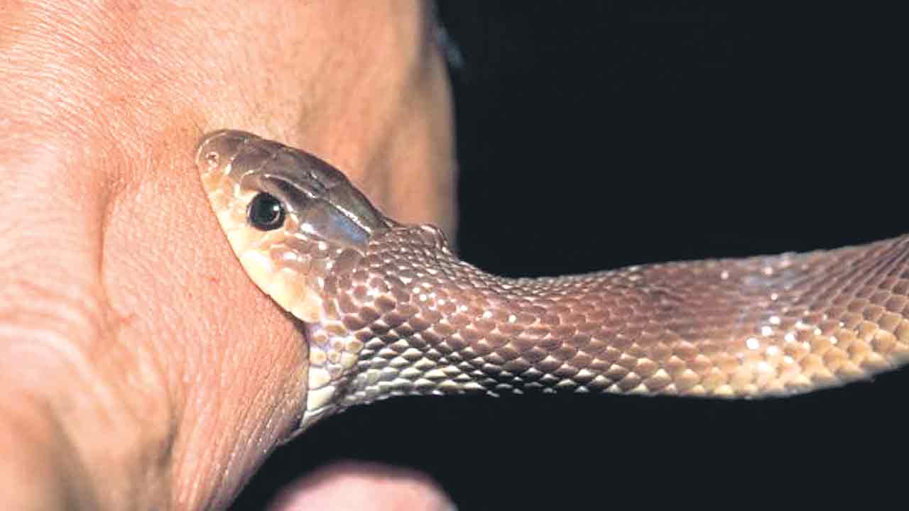 CCMP | నిర్లక్ష్యంతోనే పాముకాటు మరణాలు.. మెరుగైన చికిత్స అందక ఏటా ప్రాణాలు కోల్పోతున్న 60 వేల మంది: సీసీఎంబీ