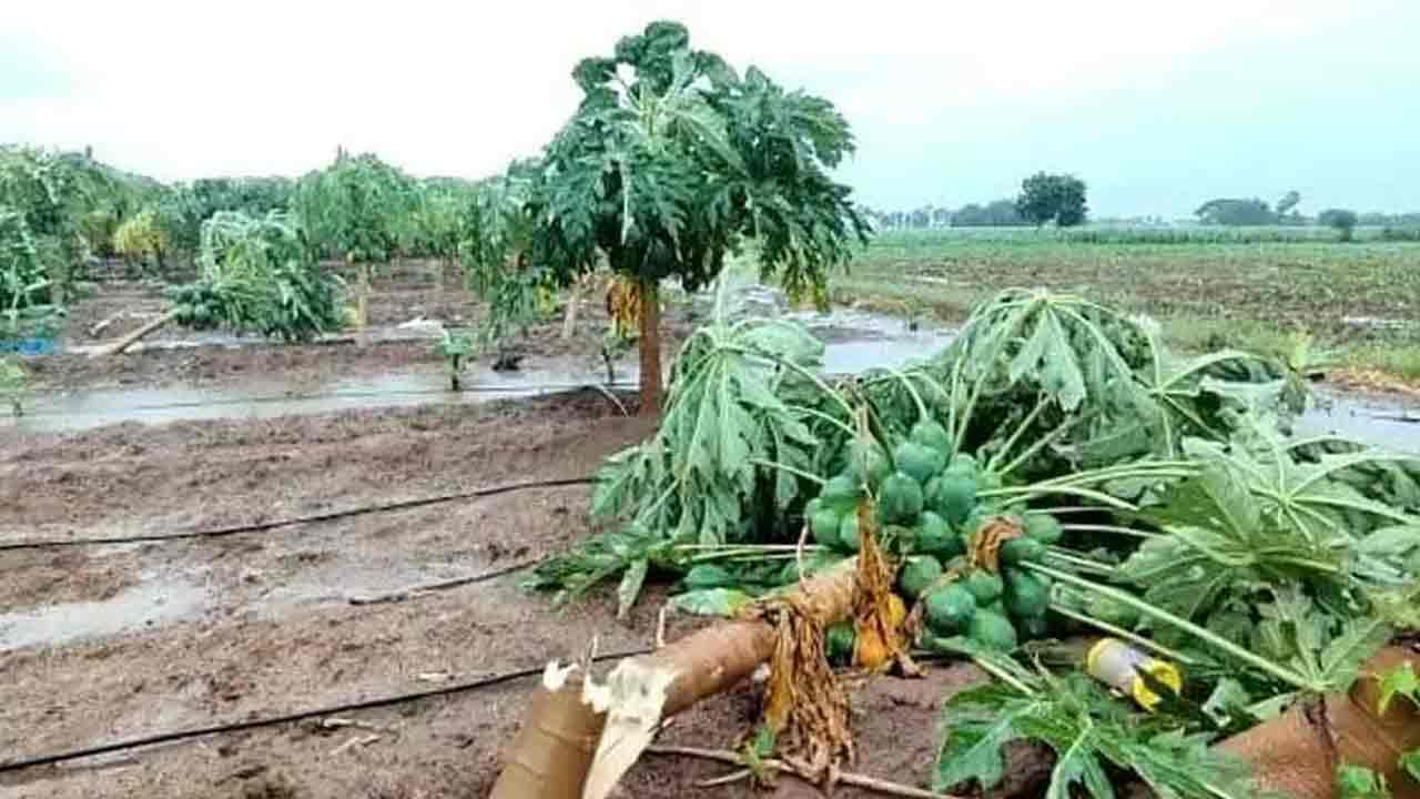 Rains |  వానలొస్తున్నాయ్‌.. ఇలా చేస్తే పంటలను రక్షించుకోవచ్చంటూ రైతులకు వ్యవసాయ వర్సిటీ సూచనలు