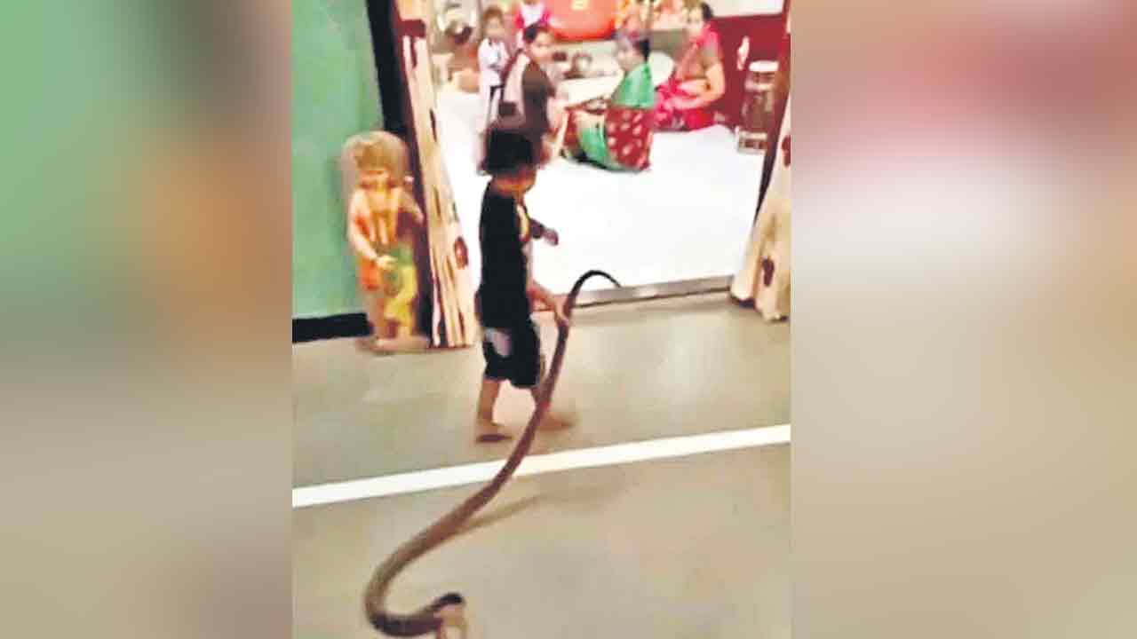 సర్పంతో చిన్నారి సయ్యాట