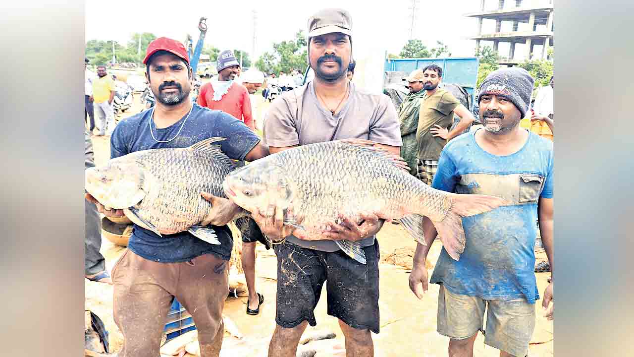 Telangana | వరదలకు కొట్టుకొస్తున్న మీనాలు.. అందరి ఇండ్లల్లో దాదాపు చేపల కూరనే