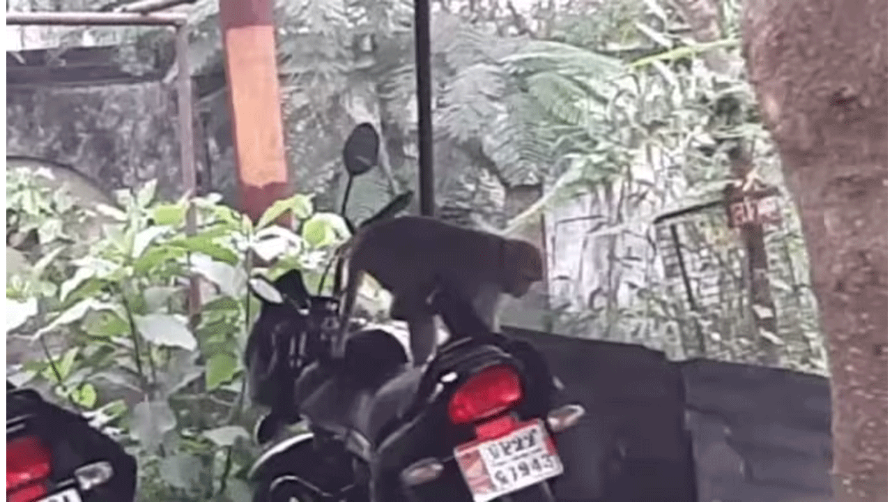 మ‌నీ బ్యాగ్ కాజేసిన మంకీ : రూ. ల‌క్ష కొట్టేసిన కోతి ఆపై చెట్టెక్కి..!