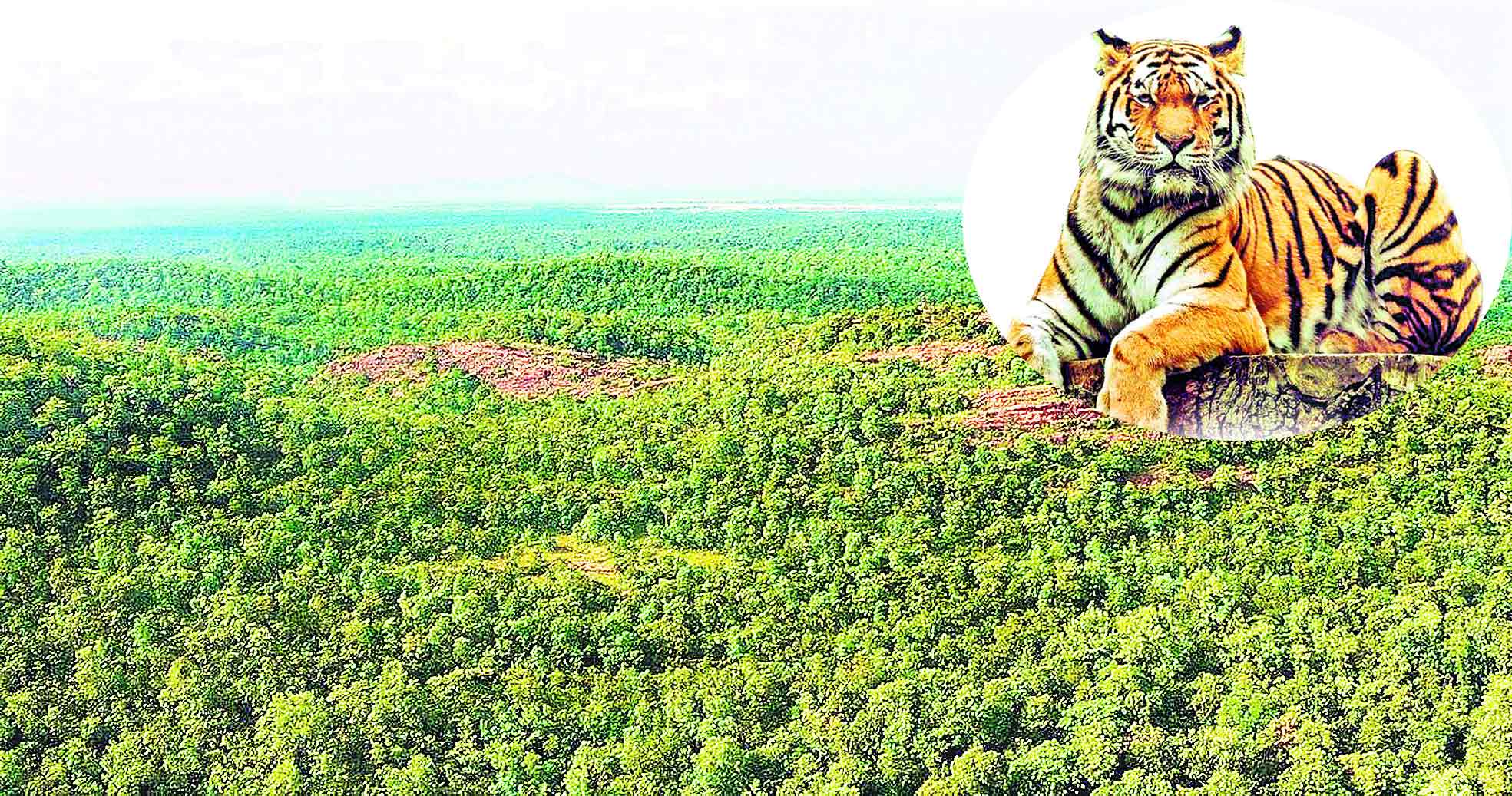 అడవికి పూర్వ వైభవం.. తొమ్మిదేళ్లలో గణనీయంగా వనాల వృద్ధి