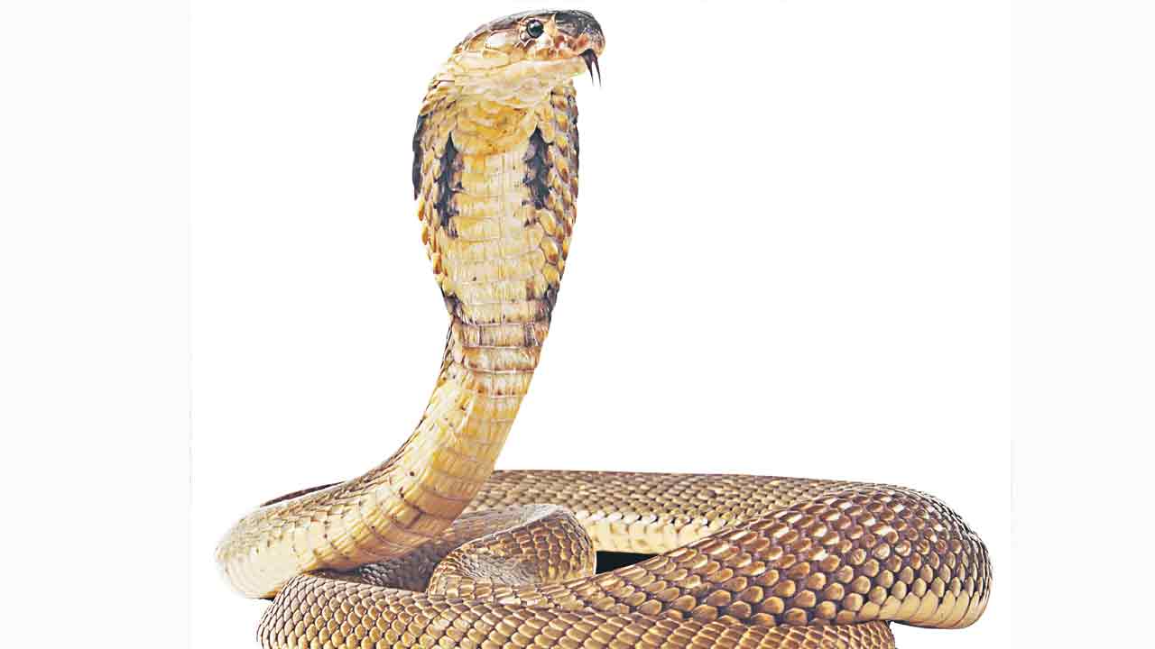 Rainy season |  వర్షాకాలం జర పైలం.. పాము కరిస్తే వెంటనే ఇలా చేయండి!